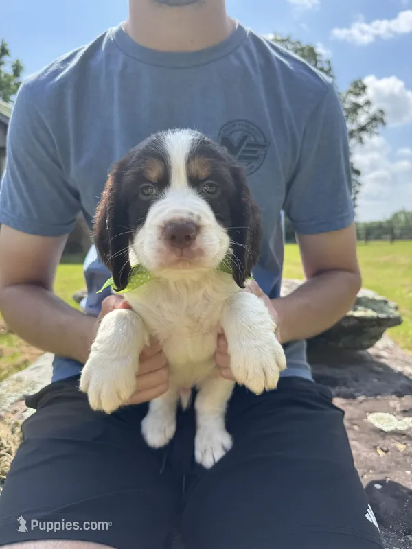 George, a male English Springer Spaniel for sale in Corinth, MS – 1 of 4