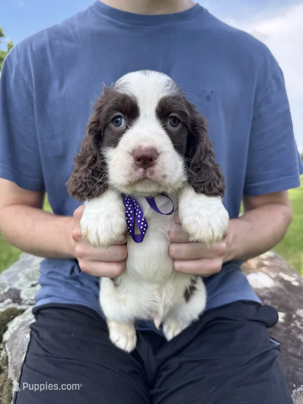 Franklin – English Springer Spaniel puppy for sale in Corinth, MS