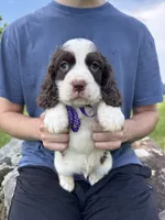 Franklin, a male English Springer Spaniel for sale in Corinth, MS – 1 of 4