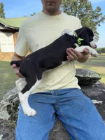 Hank, a male English Springer Spaniel for sale in Corinth, MS – 2 of 4