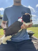 Griffin, a male English Springer Spaniel for sale in Corinth, MS – 2 of 4