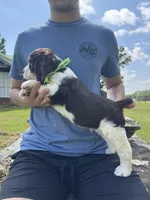 George, a male English Springer Spaniel for sale in Corinth, MS – 4 of 4