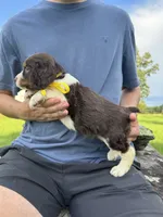 Hannah, a female English Springer Spaniel for sale in Corinth, MS – 3 of 4