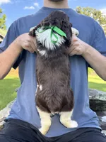 Fred, a male English Springer Spaniel for sale in Corinth, MS – 4 of 4