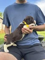 Hannah, a female English Springer Spaniel for sale in Corinth, MS – 2 of 4