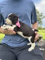 Heather, a female English Springer Spaniel for sale in Corinth, MS – 3 of 4