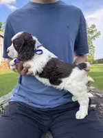 Franklin, a male English Springer Spaniel for sale in Corinth, MS – 3 of 4