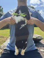 George, a male English Springer Spaniel for sale in Corinth, MS – 3 of 4