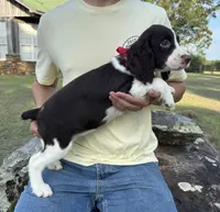 Holly, a female English Springer Spaniel for sale in Corinth, MS – 2 of 4