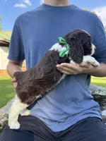 Fred, a male English Springer Spaniel for sale in Corinth, MS – 3 of 4