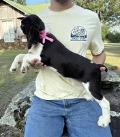 Heather, a female English Springer Spaniel for sale in Corinth, MS – 3 of 4