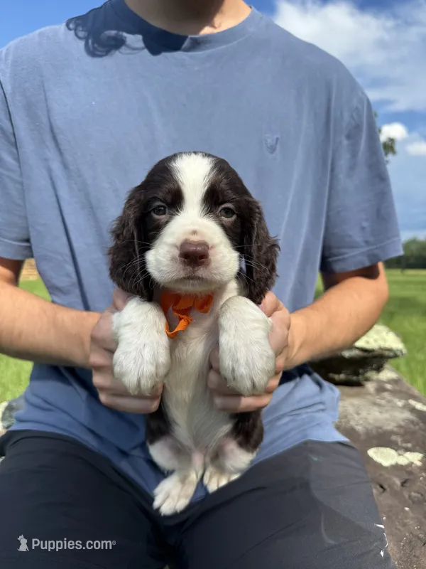 Henry – English Springer Spaniel puppy for sale in Corinth, MS