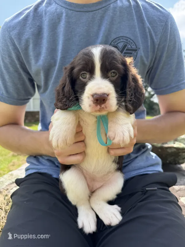 Gwen Hold – English Springer Spaniel puppy for sale in Corinth, MS