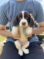 Gwen Hold, a female English Springer Spaniel for sale in Corinth, MS – 1 of 4