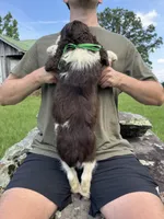 Fred, a male English Springer Spaniel for sale in Corinth, MS – 4 of 4