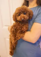 Lulu, a female Poodle - Toy  for sale in Mint Hill, NC – Photo 2 of 3