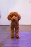 Lulu, a female Poodle - Toy  for sale in Mint Hill, NC – Photo 1 of 3