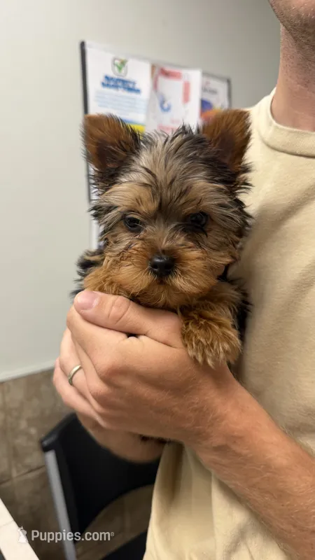 Marty – Yorkshire Terrier puppy for sale in Farmington, AR