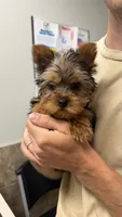 Marty, a male Yorkshire Terrier for sale in Farmington, AR – 1 of 2