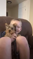 Marty, a male Yorkshire Terrier for sale in Farmington, AR – 2 of 2
