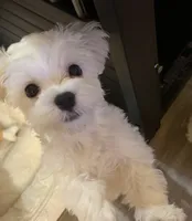 六號, a male Bichon Frise and Maltese for sale in San Francisco, CA – 10 of 10