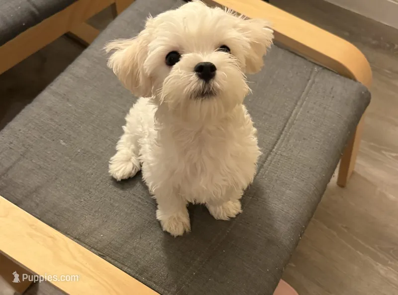 六號 – Maltese puppy for sale in San Francisco, CA