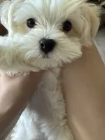 六號, a male Bichon Frise and Maltese for sale in San Francisco, CA – 9 of 10