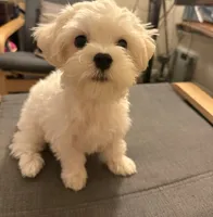 六號, a male Bichon Frise and Maltese for sale in San Francisco, CA – 6 of 10