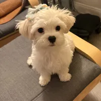 六號, a male Bichon Frise and Maltese for sale in San Francisco, CA – 5 of 10