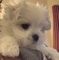 Only, a male Maltese for sale in San Francisco, CA – 2 of 6