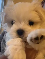 Only, a male Maltese for sale in San Francisco, CA – 3 of 6