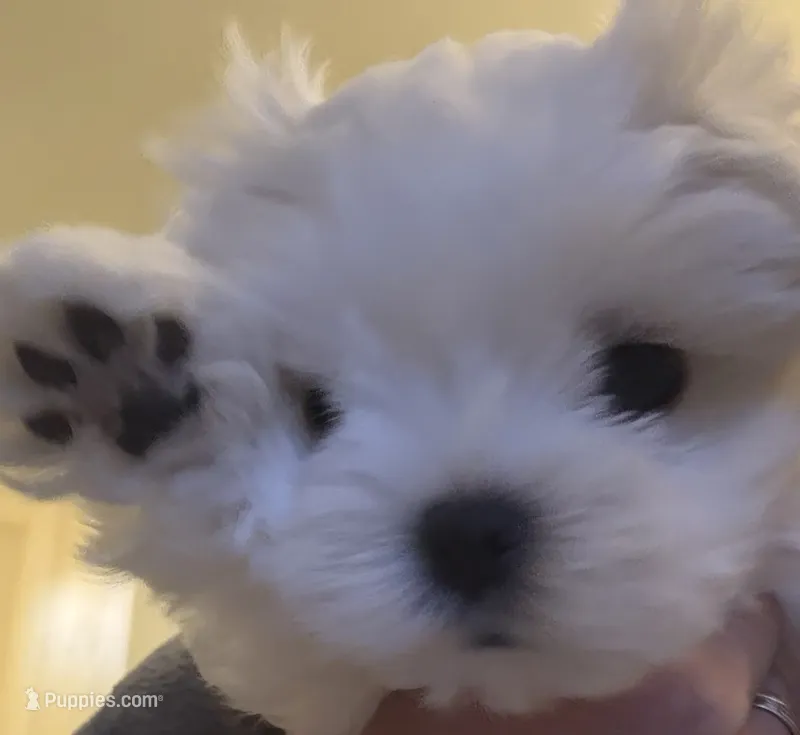 Only – Maltese puppy for sale in San Francisco, CA