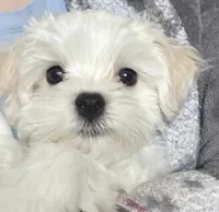 六號, a male Bichon Frise and Maltese for sale in San Francisco, CA – 8 of 10