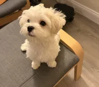 六號, a male Bichon Frise and Maltese for sale in San Francisco, CA – 7 of 10
