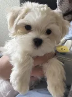 六號, a male Maltese for sale in San Francisco, CA – Photo 2 of 10