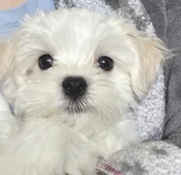 六號, a male Maltese for sale in San Francisco, CA – Photo 1 of 10