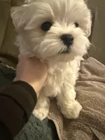 六號, a male Maltese for sale in San Francisco, CA – Photo 7 of 10
