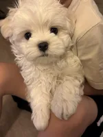 六號, a male Maltese for sale in San Francisco, CA – Photo 9 of 10