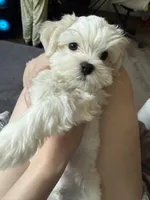 六號, a male Maltese for sale in San Francisco, CA – Photo 3 of 10