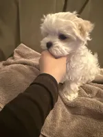 六號, a male Maltese for sale in San Francisco, CA – Photo 5 of 10