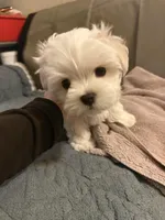 六號, a male Maltese for sale in San Francisco, CA – Photo 10 of 10