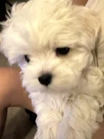 六號, a male Maltese for sale in San Francisco, CA – Photo 6 of 10