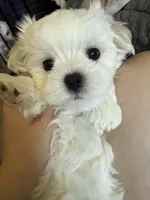 六號, a male Maltese for sale in San Francisco, CA – Photo 8 of 10