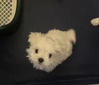 Only, a male Maltese for sale in San Francisco, CA – 5 of 6
