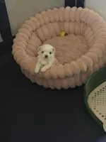 Only, a male Maltese for sale in San Francisco, CA – 6 of 6