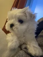 Only, a male Maltese for sale in San Francisco, CA – 4 of 6