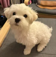 六號, a male Bichon Frise and Maltese for sale in San Francisco, CA – 2 of 10
