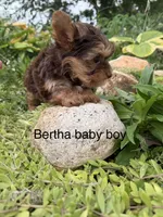 Bertha chocolate and tan boy, a male Yorkshire Terrier for sale in Bunceton, MO – 2 of 2