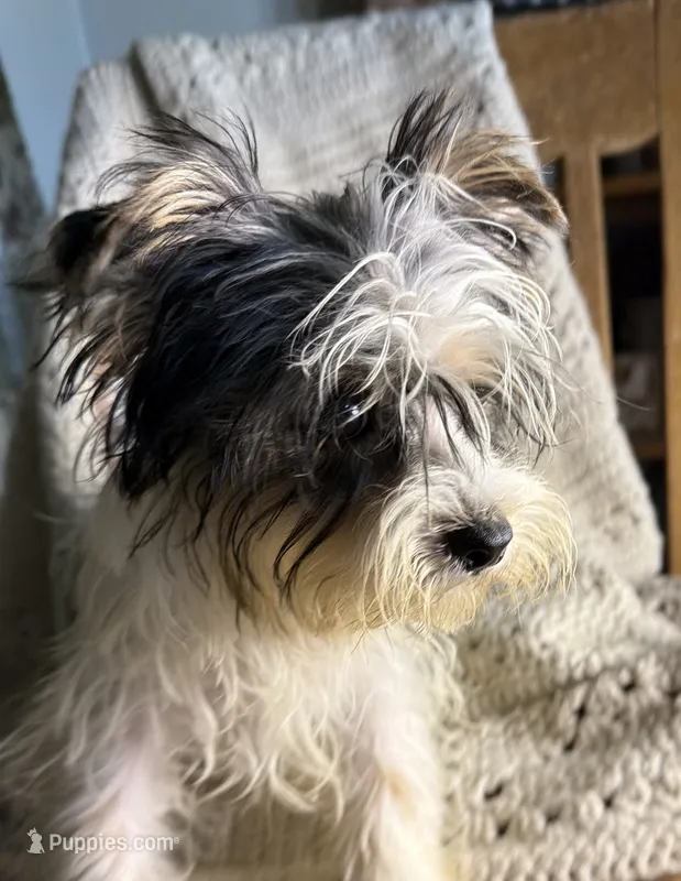 AKC Yorkie parti girl – Yorkshire Terrier puppy for sale in Bunceton, MO