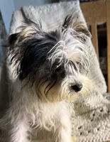 AKC Yorkie parti girl, a female Yorkshire Terrier for sale in Bunceton, MO – 1 of 6